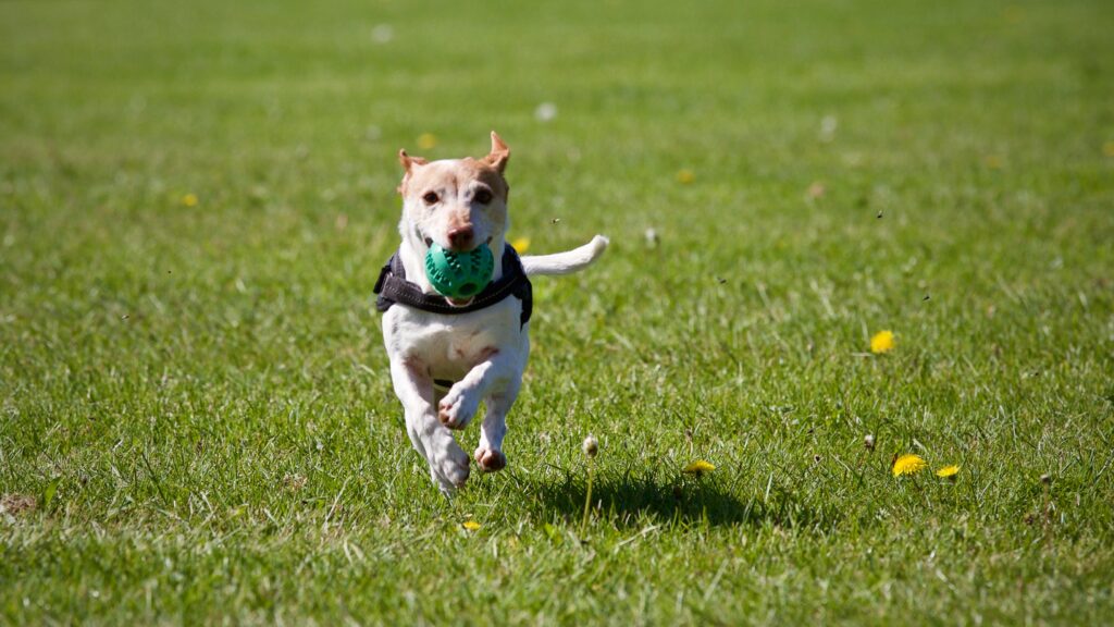 A dog is happily running through a dog park with green grass toward the camera with a ball in its mouth. 