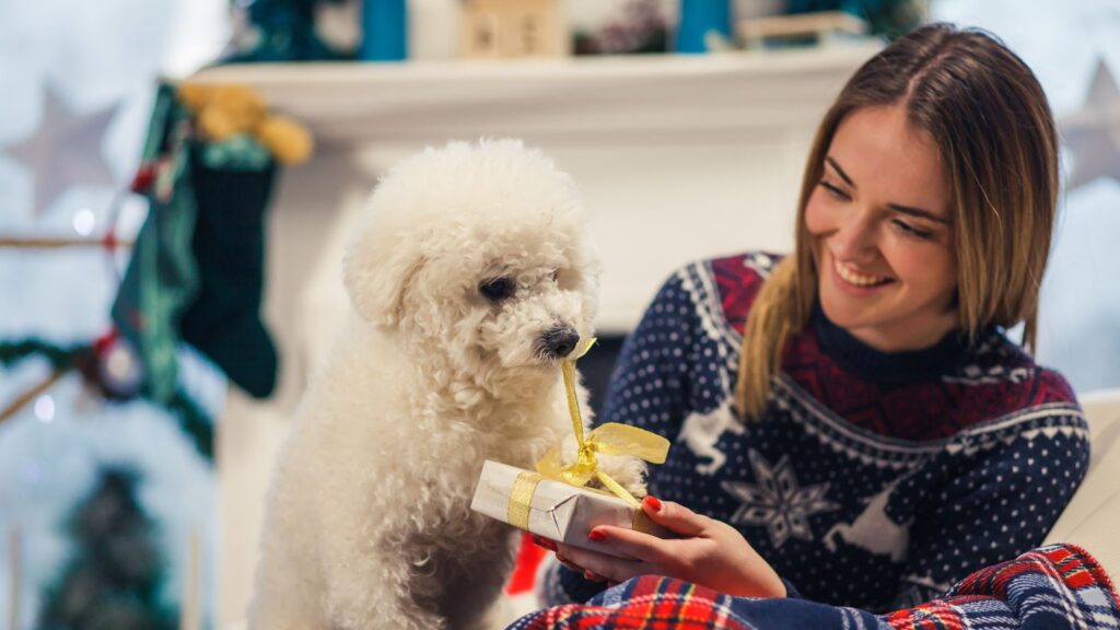 girl giving a gift to a white fluffy dog