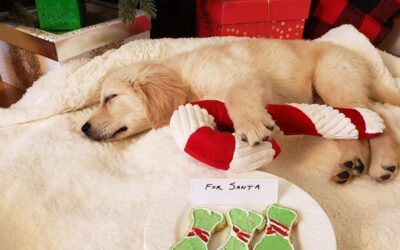 Gifts for Pet Lovers: 10 Gift Options