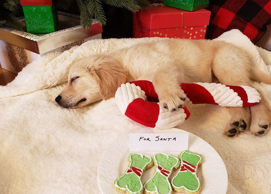 Gifts for Pet Lovers: 10 Gift Options