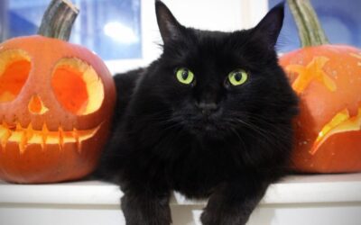 Cats and Halloween: Keep Your Kitty(ies) Safe