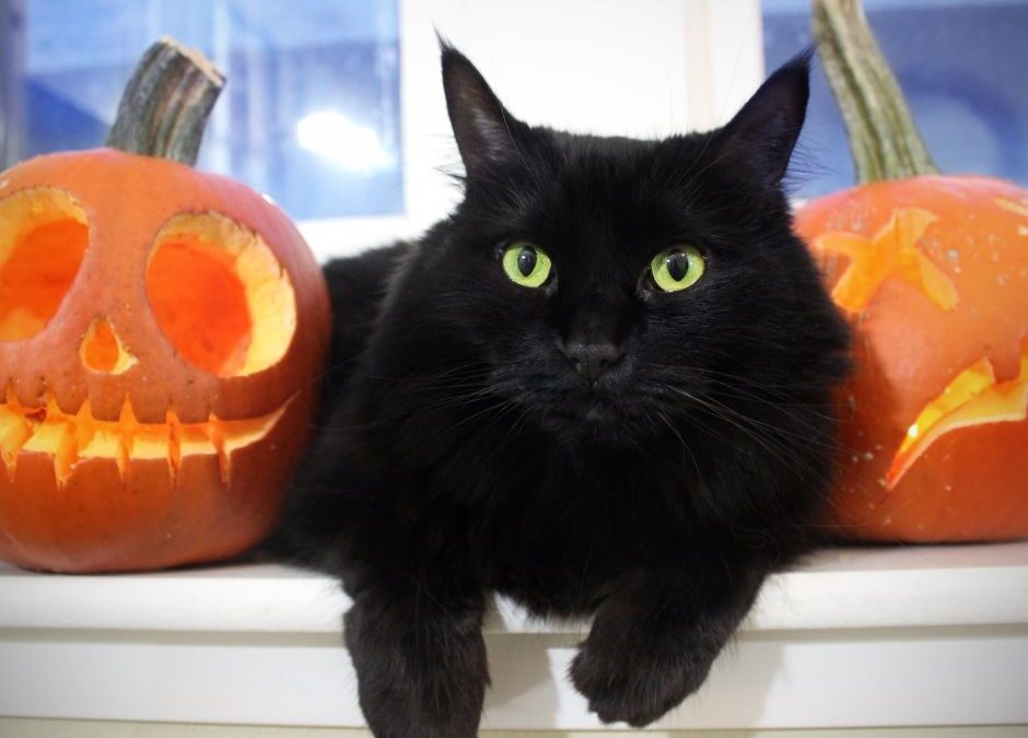 Cats and Halloween: Keep Your Kitty(ies) Safe