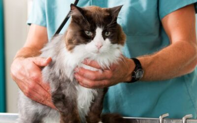 Top 9 Things to Keep Your Cat Healthy