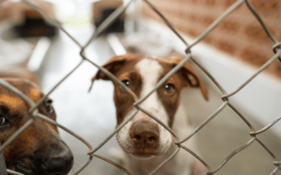 The Pros and Cons of Adopting a Foster Dog