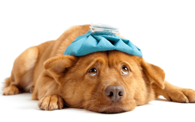 Unveiling the Unspoken: How to Recognize Signs of Illness in Your Beloved Pet