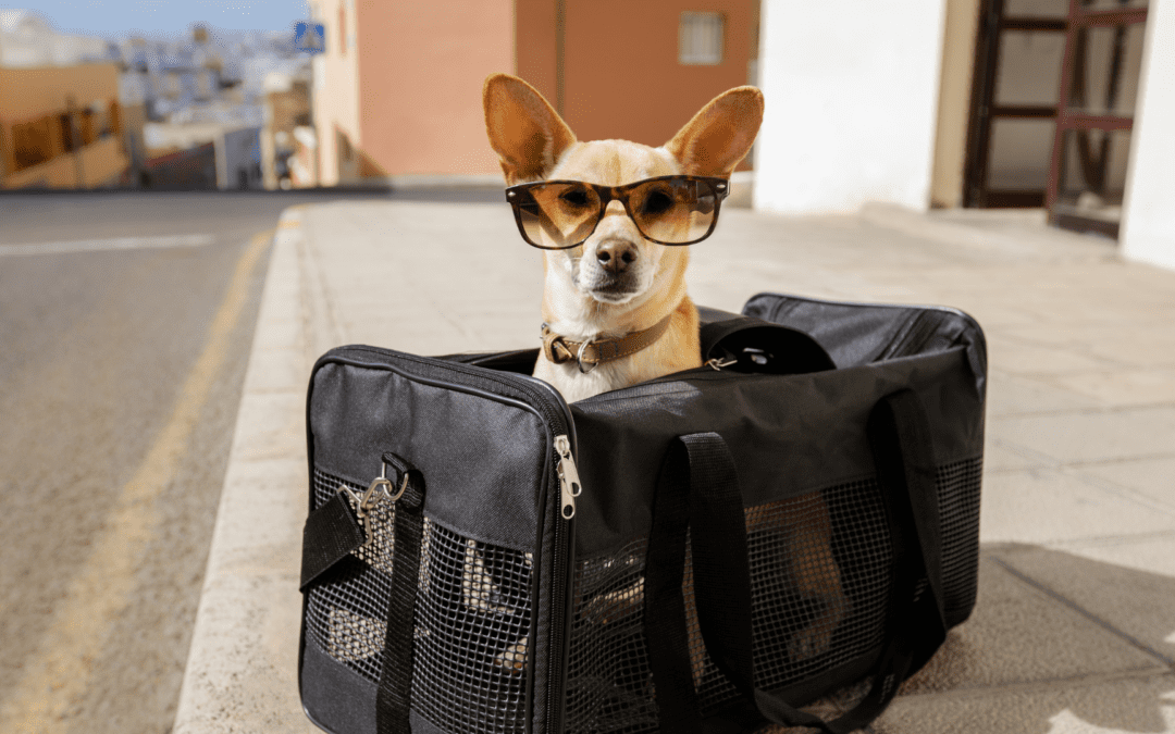 Wander Together: Top 5 Tips for Traveling with Your Pet