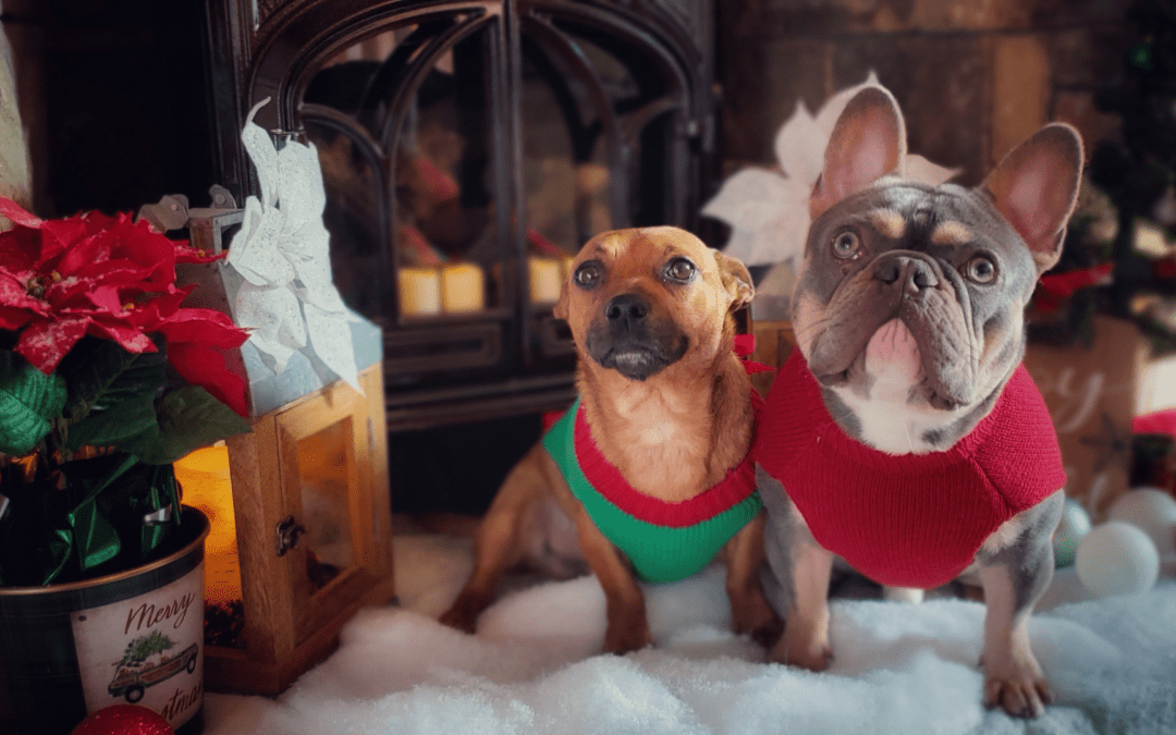Paws and Presents: Pet-Friendly Home Decor and Holiday Decorations
