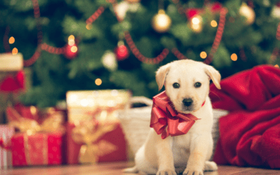 Paws and Presents: Top 10 Gifts to Delight a Pet Lover this Christmas