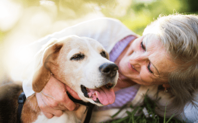 Embracing a New Beginning: The Benefits of Adopting an Older Pet in 2024