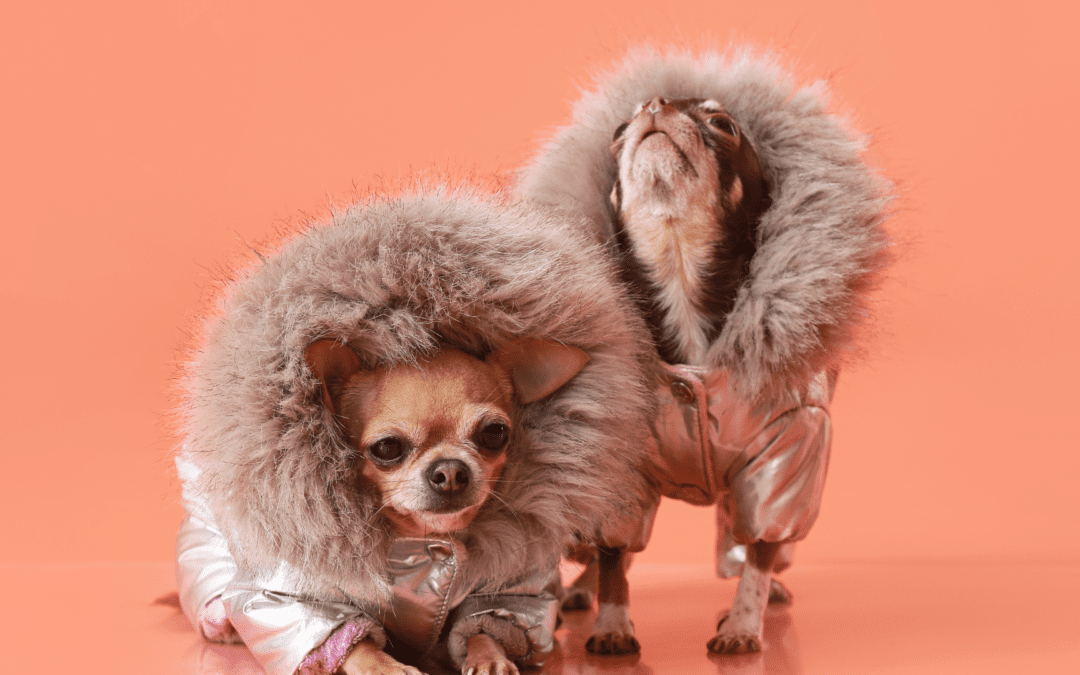 Winter Woes: Understanding the Effects of Cold Temperatures on Pets